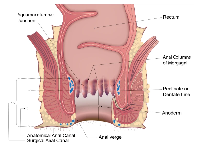 Anal canal